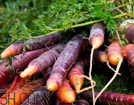 紫胡蘿卜是轉(zhuǎn)基因嗎 紫胡蘿卜的吃法 紫胡蘿卜是轉(zhuǎn)基因嗎 紫胡蘿卜的吃法