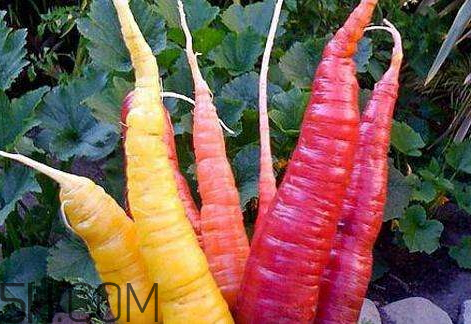 紫胡蘿卜是轉(zhuǎn)基因嗎 紫胡蘿卜的吃法 紫胡蘿卜是轉(zhuǎn)基因嗎 紫胡蘿卜的吃法