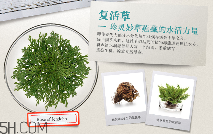 悅木之源復(fù)活草水潤(rùn)修護(hù)潔面乳 悅木之源復(fù)活草水潤(rùn)修護(hù)潔面乳