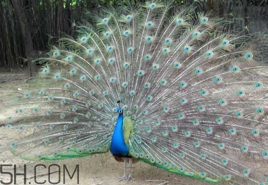 女生說孔雀是什么意思？女生說孔雀怎么回復