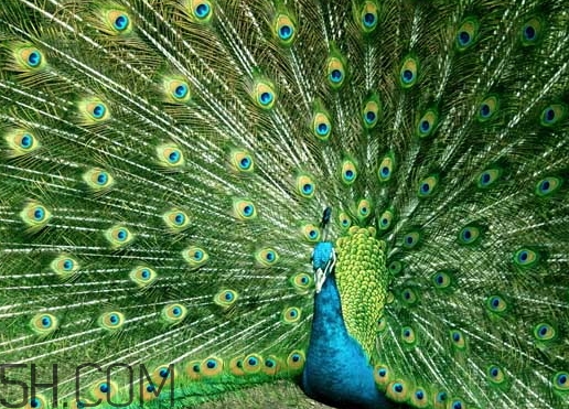 女生說孔雀是什么意思？女生說孔雀怎么回復