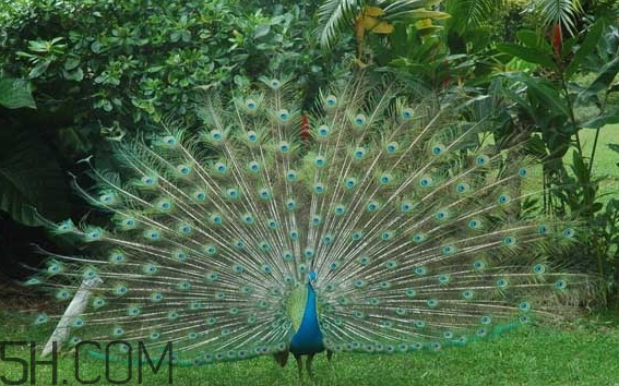 女生說孔雀是什么意思？女生說孔雀怎么回復