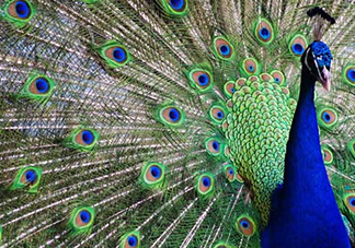 女生說孔雀是什么意思？女生說孔雀怎么回復