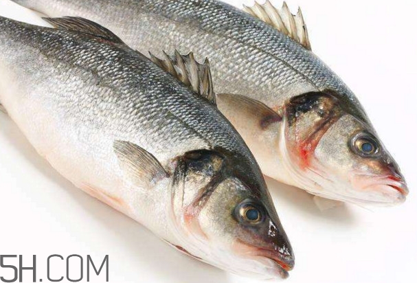 鱸魚有什么功效？鱸魚怎么養(yǎng)才不愛死