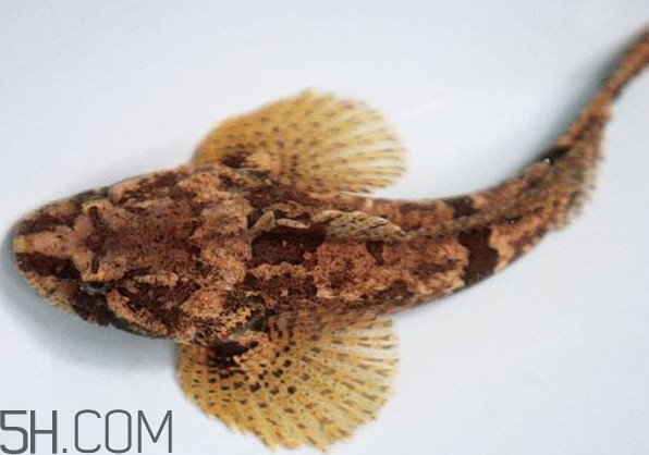 松江鱸魚產(chǎn)地在松江嗎？松江鱸魚是保護動物嗎