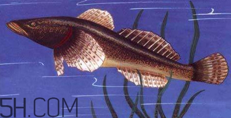 松江鱸魚多少錢一斤？松江鱸魚的松江在哪里