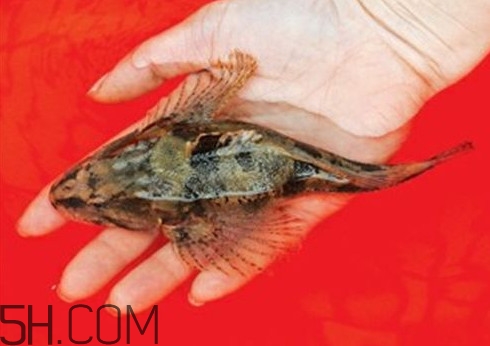 松江鱸魚(yú)哪里有？松江鱸魚(yú)什么季節(jié)吃最好