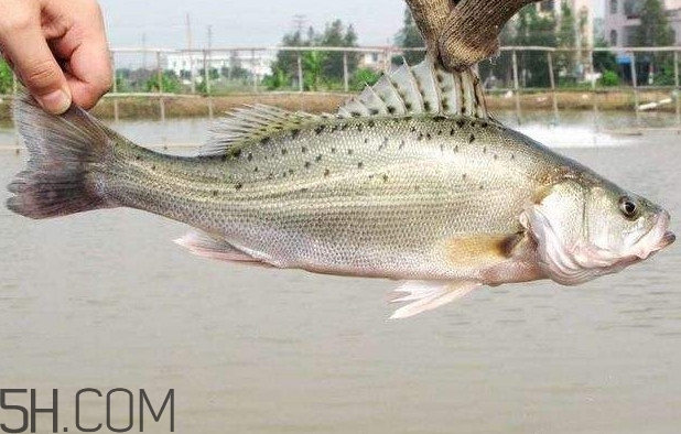 鱸魚有什么功效？鱸魚怎么養(yǎng)才不愛死
