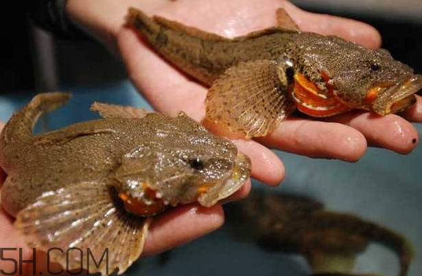 松江鱸魚多少錢一斤？松江鱸魚的松江在哪里