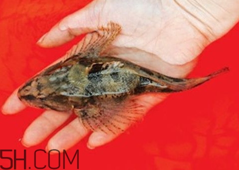 松江鱸魚怎么做？松江鱸魚養(yǎng)殖技術(shù)