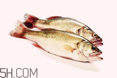 鱸魚有什么功效？鱸魚怎么養(yǎng)才不愛死