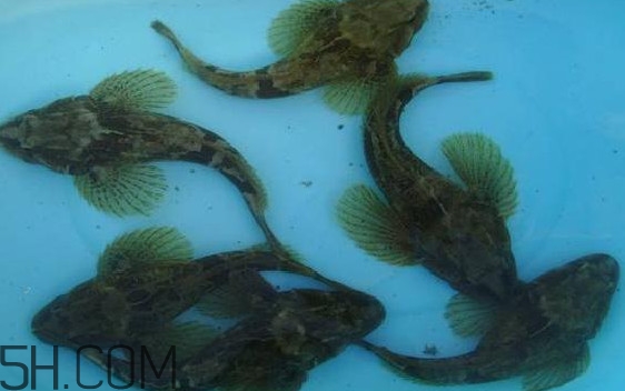 松江鱸魚怎么做？松江鱸魚養(yǎng)殖技術(shù)