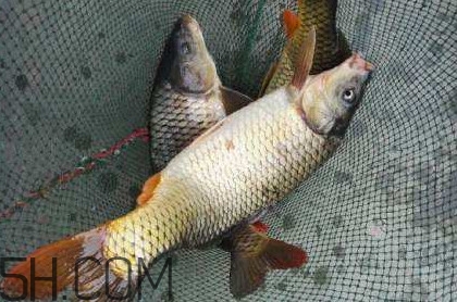 黃河鯉魚主要吃什么？黃河鯉魚和普通鯉魚的區(qū)別