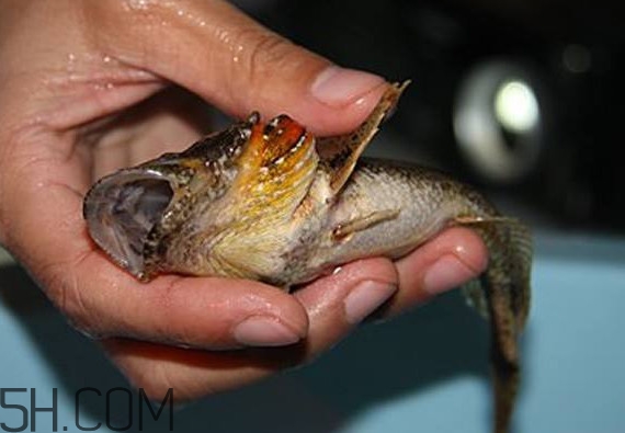 松江鱸魚產(chǎn)地在松江嗎？松江鱸魚是保護動物嗎