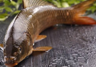 野生黃河鯉魚多少錢一斤？黃河鯉魚有幾根須