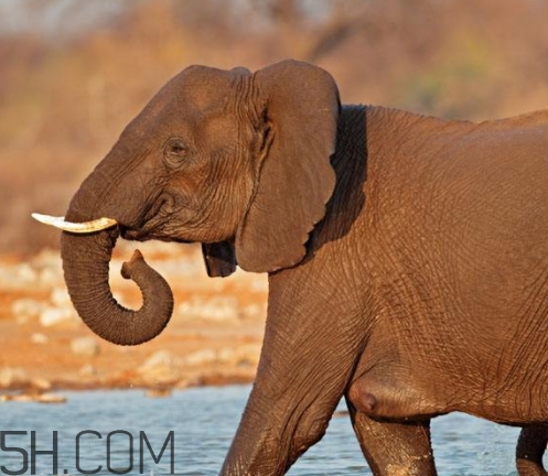 女人說大象是什么意思？女生發(fā)消息大象什么意思？