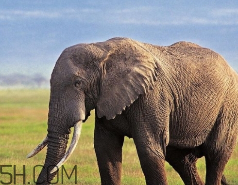 女人說大象是什么意思？女生發(fā)消息大象什么意思？