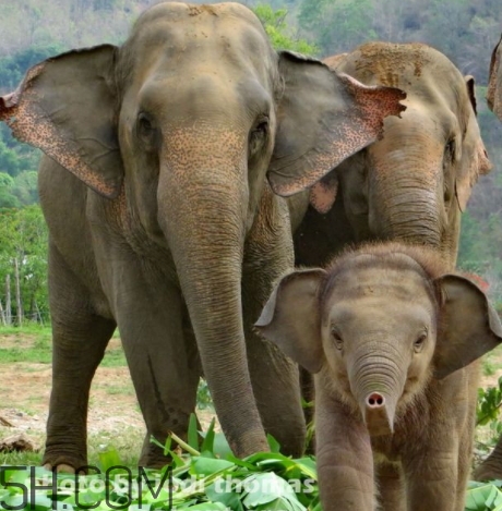 女人說大象是什么意思？女生發(fā)消息大象什么意思？