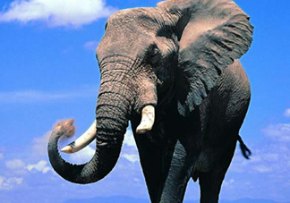 女人說大象是什么意思？女生發(fā)消息大象什么意思？