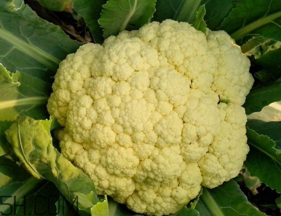 青花菜和花椰菜有什么不同？花椰菜變黃還能吃嗎