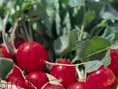 ?紅蘿卜什么時候收獲 ?紅蘿卜什么季節(jié)成熟 ?紅蘿卜什么時候收獲 ?紅蘿卜什么季節(jié)成熟