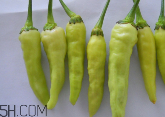 泡椒是什么辣椒？泡椒是怎樣自制的