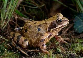 買(mǎi)賣(mài)林蛙違法嗎？林蛙和蛤蟆的區(qū)別