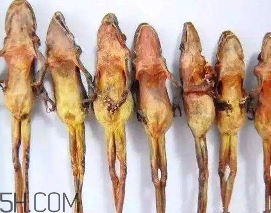 雪蛤和雪蛤油一樣嗎？雪蛤是青蛙嗎