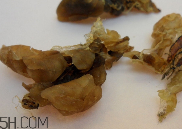 雪蛤可以和鹿胎膏一起吃嗎？雪蛤不能和什么一起吃