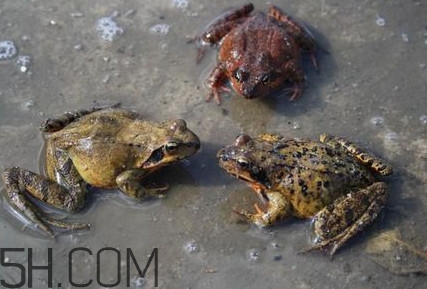 買賣林蛙違法嗎？林蛙和蛤蟆的區(qū)別