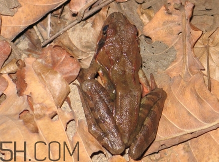 林蛙是發(fā)物嗎？林蛙是國家二級保護動物嗎？