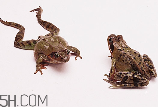 林蛙是雪蛤嗎？林蛙是田雞嗎