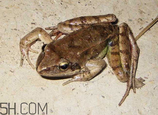 林蛙有寄生蟲(chóng)嗎？林蛙可以帶上飛機(jī)嗎