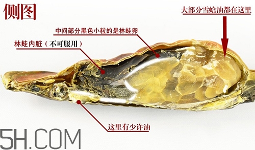 林蛙哪些部位不能吃？林蛙有什么營養(yǎng)