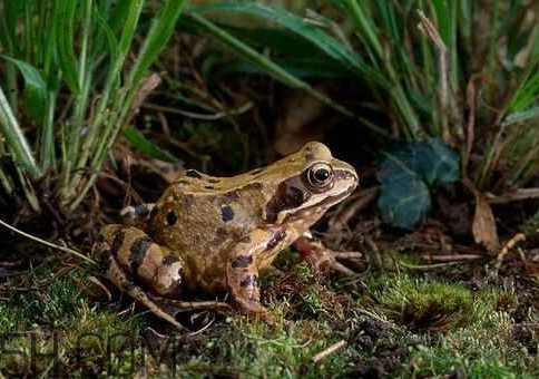 林蛙是發(fā)物嗎？林蛙是國家二級保護動物嗎？