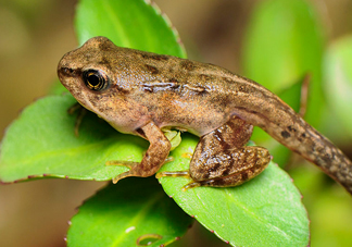 雪蛤的價格多少1克？雪蛤為什么這么貴