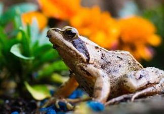 林蛙哪些部位不能吃？林蛙有什么營(yíng)養(yǎng)