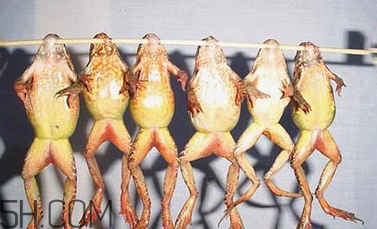 林蛙有寄生蟲(chóng)嗎？林蛙可以帶上飛機(jī)嗎