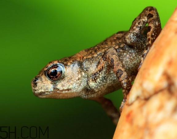 林蛙和牛蛙的區(qū)別是什么？林蛙怎么分公母