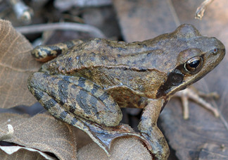 林蛙什么時(shí)候捕捉最好？林蛙主要生活在草甸子還是山上