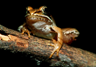 林蛙是發(fā)物嗎？林蛙是國(guó)家二級(jí)保護(hù)動(dòng)物嗎？