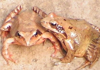 林蛙有寄生蟲(chóng)嗎？林蛙可以帶上飛機(jī)嗎