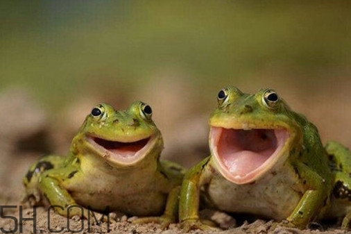 林蛙是雪蛤嗎？林蛙是田雞嗎