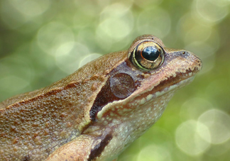 林蛙怎么處理內(nèi)臟？林蛙怎么做好吃