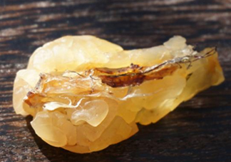 雪蛤可以和鹿胎膏一起吃嗎？雪蛤不能和什么一起吃