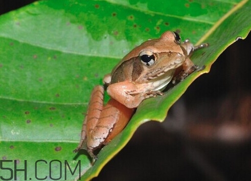 買賣林蛙違法嗎？林蛙和蛤蟆的區(qū)別