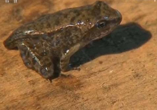 雪蛤和雪蛤油一樣嗎？雪蛤是青蛙嗎