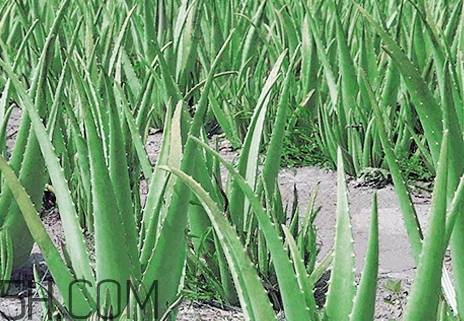 瑪茜蘆薈膠真假 瑪茜蘆薈膠好用嗎評(píng)測 瑪茜蘆薈膠真假 瑪茜蘆薈膠好用嗎評(píng)測