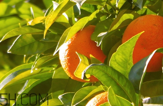 自然旋律是什么牌子？自然旋律是哪個國家的什么檔次