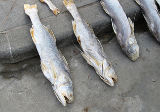 咸魚真的是一類致癌物？咸魚怎么做好吃